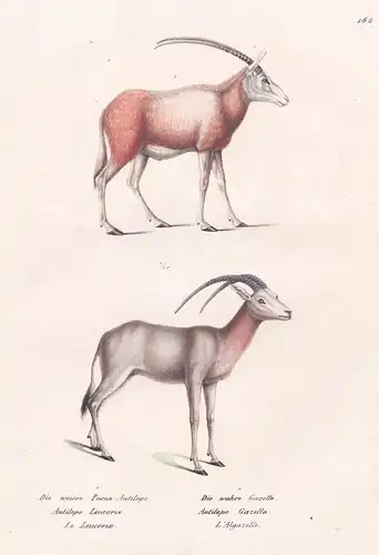 Die weisse Posan-Antilope / Die wahre Gazelle - Antilope antelope / Tiere animals