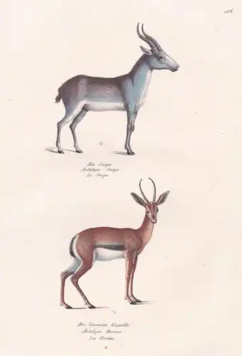 Die Saiga / Die Gemeine Gazelle - Saigaantilope saiga antelope gazelle / Tiere animals