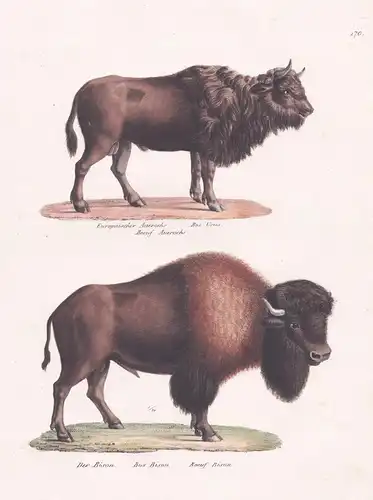 Europäischer Auerochs / Der Bison - aurochs / Tiere animals