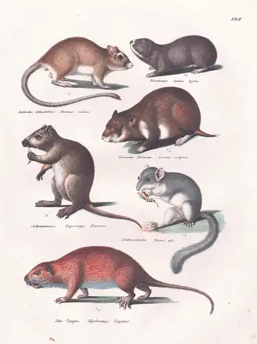 Indisches Schenkelthier / Blindmaus / Gemeiner Hamster / Schweinmaus / Siebenschläfer / Der Coypu - Nagetiere