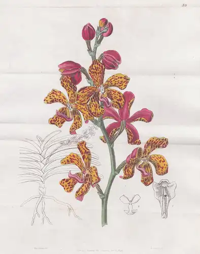 Vanda Batemanni - Orchidee orchid / Philippines Philippinen / flowers Blume flower Botanik botany botanical