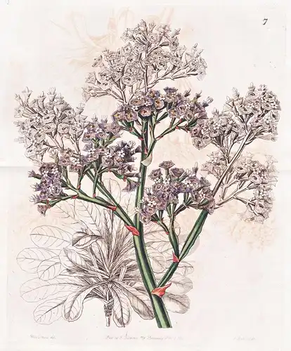 Statice macrophylla - Canary Islands Kanarische Inseln / flowers Blume flower Botanik botany botanical