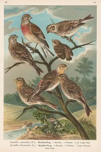 Bluthänfling Berghänfling - linnet twite Finken Vogel Vögel bird birds