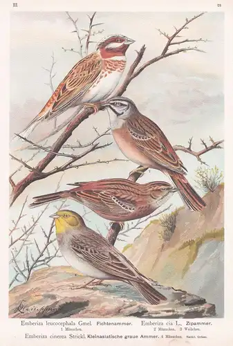 Fichtenammer, Zipammer, Kleinasiatische graue Ammer - Zippammer Ammer Sperling bunting Vogel Vögel bird birds