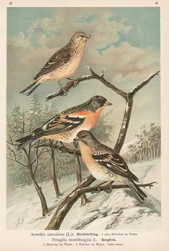 Bluthänfling, Bergfink - Hänfling linnet Nordfink brambling Finken Vogel Vögel bird birds