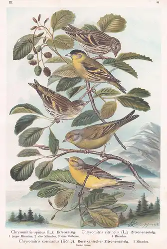 Erlenzeisig, Zitronenzeisig, Korsikanischer Zitronenzeisig - siskin citril finch Finken Vogel Vögel bird birds