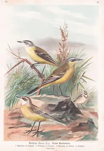 Gelbe Bachstelze - Stelzen Pieper wagtail Vogel Vögel bird birds
