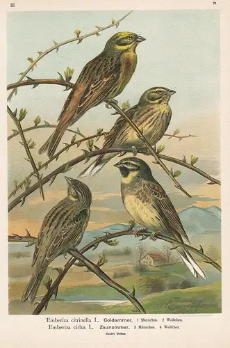 Goldammer, Zaunammer - Ammer Sperling bunting Vogel Vögel bird birds