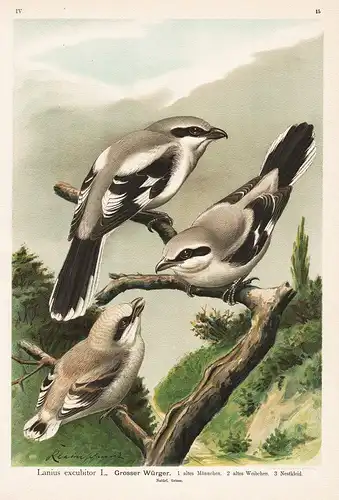 Grosser Würger - Raubwürger Würger great grey shrike Vogel Vögel bird birds