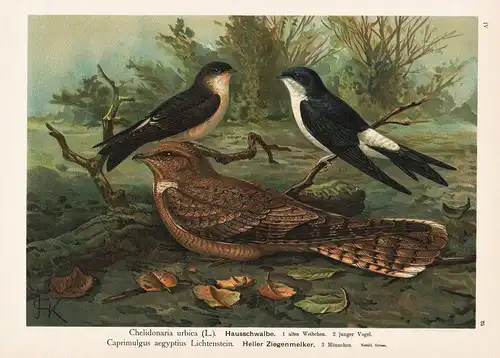 Hausschwalbe, Heller Ziegenmelker - Schwalbe swallow Pharaonen- Ziegenmelker Egyptian nightjar Vogel Vögel bir
