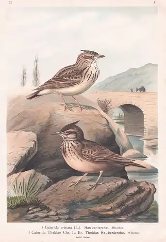 Haubenlerche, Theklas Haubenlerche  - Lerche crested lark Vogel Vögel bird birds