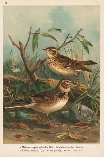 Kalander-Lerche, Heide-Lerche - Lerche Sperling Larks Vogel Vögel bird birds