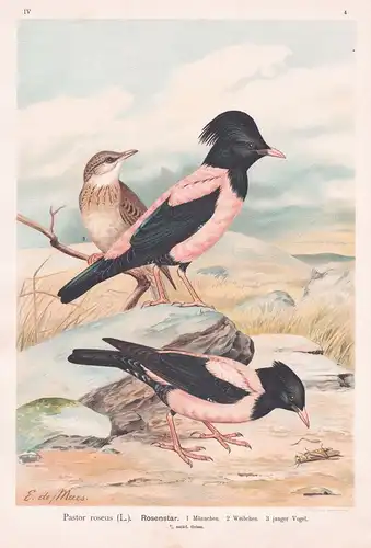 Rosenstar - Stare rosy starling Vogel Vögel bird birds