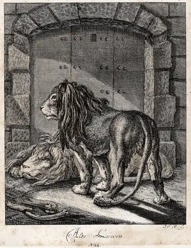 Alte Löwen - Löwen lions Löwe lion