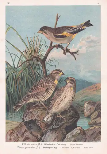 Sibirischer Grünling, Steinsperling - Grünfink greenfinch sparrow Finken Vogel Vögel bird birds