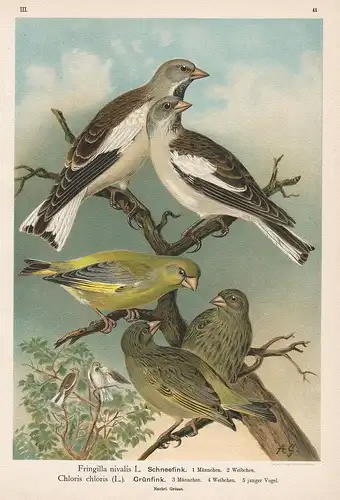 Schneefink, Grünfink - Schneesperling snowfinch Grünling greenfinch Finken Vogel Vögel bird birds