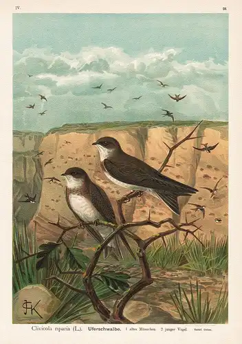 Uferschwalbe - Schwalbe swallow Vogel Vögel bird birds