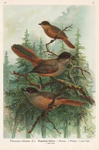 Unglücks-Häher - Unglückshäher Siberian jay Häher Vogel Vögel bird birds