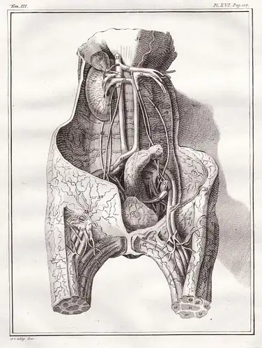 Pl. XVI - Innereien Gedärme offal intestines Organe organs / Mensch person / human anatomy Anatomie / Medizin