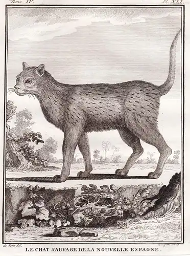 Le chat Sauvage de la Nouvelle Espagne - Wildkatze Waldkatze wildcat Katze cat Raubtier predator / Tiere anima