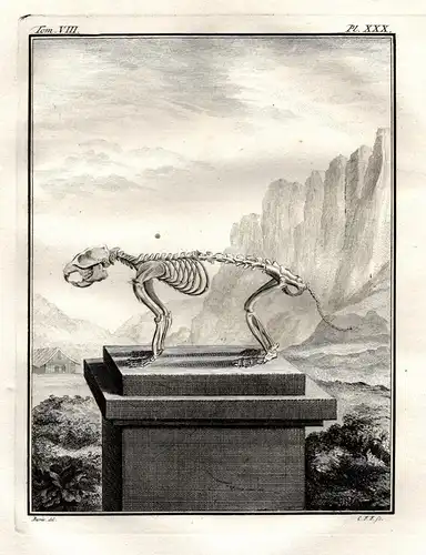 Pl. XXX - Marmotte Murmeltiere Marmots Nagetiere rodent / Skelett skeleton / Tiere animals animaux