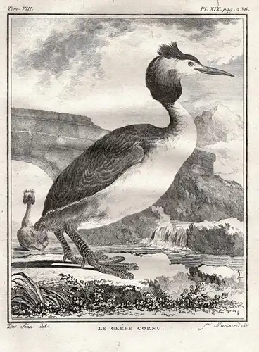 Le Grebe Cornu - Ohrentaucher horned grebe Grèbe cornu / Ente Enten ducks duck / Vogel Vögel birds bird oiseau