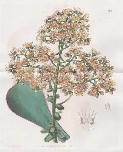 Aeonium Youngianum - Canary Islands Kanarische Inseln / flowers Blume flower Botanik botany botanical
