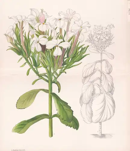 Kalanchoe Schimperiana. Tab 9623 - Ethiopia Äthiophien / Pflanze Planzen plant plants / flower flowers Blume B