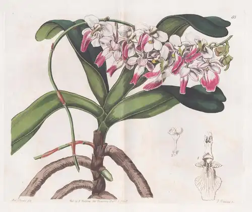 Aerides crispum - Orchidee orchid / India Indien / flowers Blume flower Botanik botany botanical