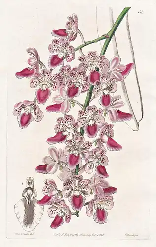 Aerides maculosum - Orchidee orchid / flowers Blume flower Botanik botany botanical