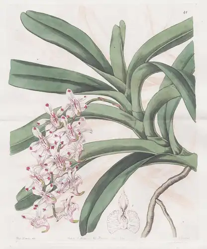 Aerides virens - Java / flowers Blume flower Botanik botany botanical