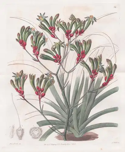 Anigozanthus flavida; var. bicolor - flowers Blume flower Botanik botany botanical