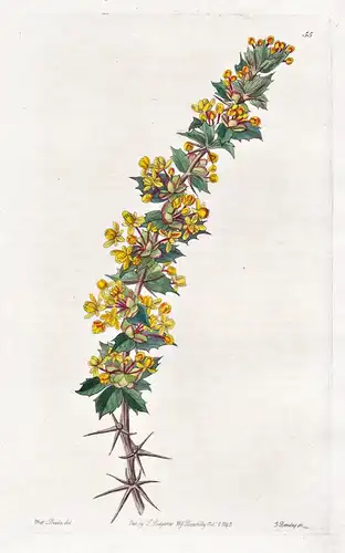 Berberis actinacantha - Chile / flowers Blume flower Botanik botany botanical