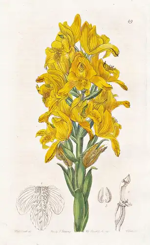 Chloraea virescens - Orchidee orchid / Chile / flowers Blume flower Botanik botany botanical