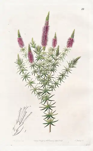 Dysophylla stellata - India Indien / flowers Blume flower Botanik botany botanical