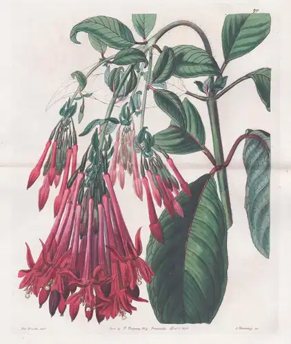 Fuchsia corymbiflora - Canada Kanada / flowers Blume flower Botanik botany botanical