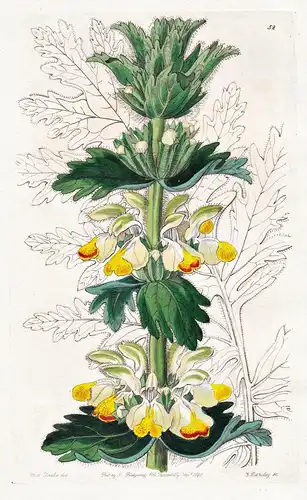 Eremostachys laciniata - Caucasus Kaukasus / flowers Blume flower Botanik botany botanical