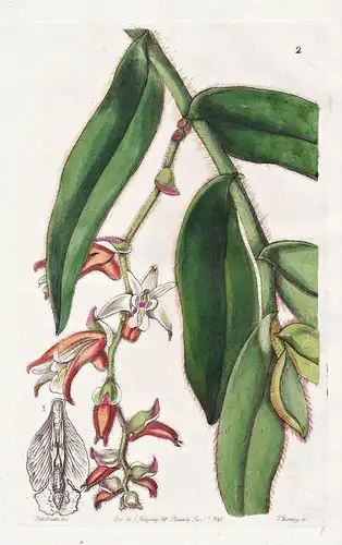 Eria vestita - Orchidee orchid / India Indien / flowers Blume flower Botanik botany botanical