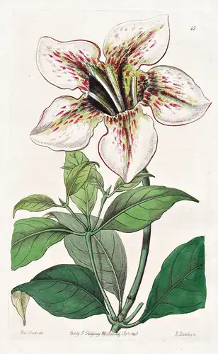 Gardenia Stanleyana - Sierra Leone / flowers Blume flower Botanik botany botanical