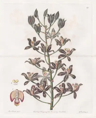 Grammatophyllum multiflorum - Orchidee orchid / Australia Australien / flowers Blume flower Botanik botany bot