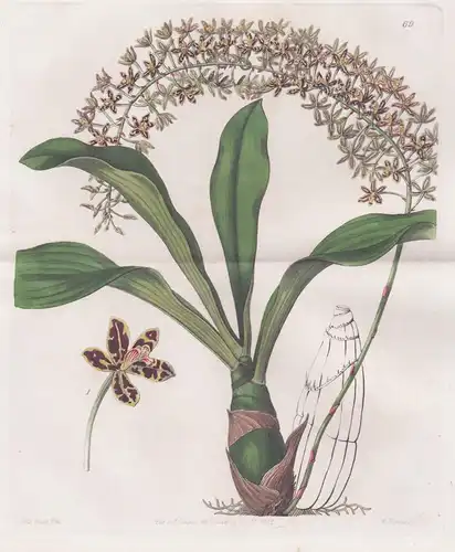 Grammatophyllum multiflorum - Orchidee orchid / flowers Blume flower Botanik botany botanical