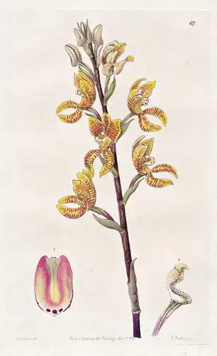 Govenia fasciata - Orchidee orchid / Mexico Mexiko / flowers Blume flower Botanik botany botanical