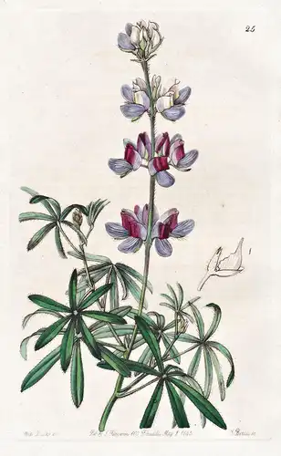 Lupinus ramosissimus - Ecudor / flowers Blume flower Botanik botany botanical