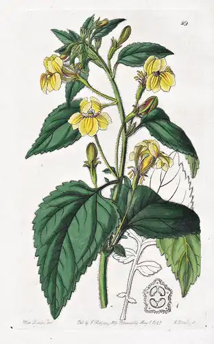 Goodenia grandiflora - New Zealand Neuseeland / flowers Blume flower Botanik botany botanical