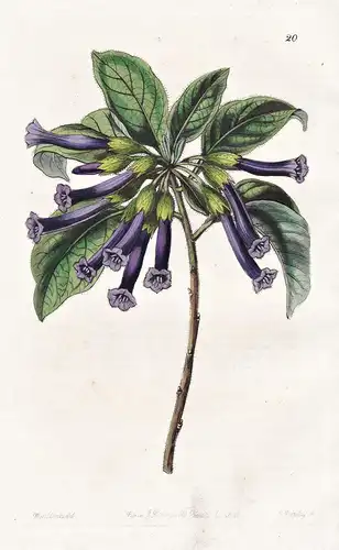 Iochroma tubulosa - America Amerika / flowers Blume flower Botanik botany botanical