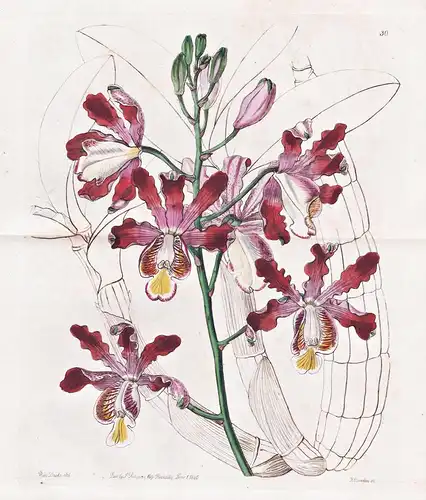 Schomburgkia tibicinis, var. grandiflora - Orchidee orchid / Honduras / flowers Blume flower Botanik botany bo