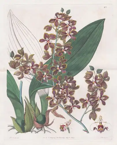Oncidium microchilum - Orchidee orchid / Guatemala / flowers Blume flower Botanik botany botanical