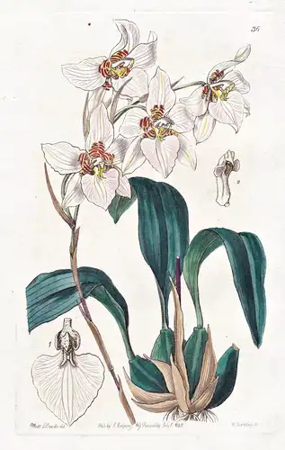 Odontoglossum Cervantesii - Orchidee orchid / Mexico Mexiko / flowers Blume flower Botanik botany botanical