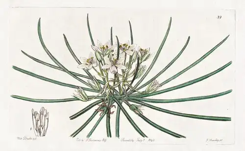 Ornithogalum nanum - Asia Asien / flowers Blume flower Botanik botany botanical