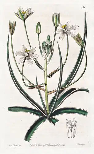 Ornithogalum marginatum - Asia Asien / flowers Blume flower Botanik botany botanical